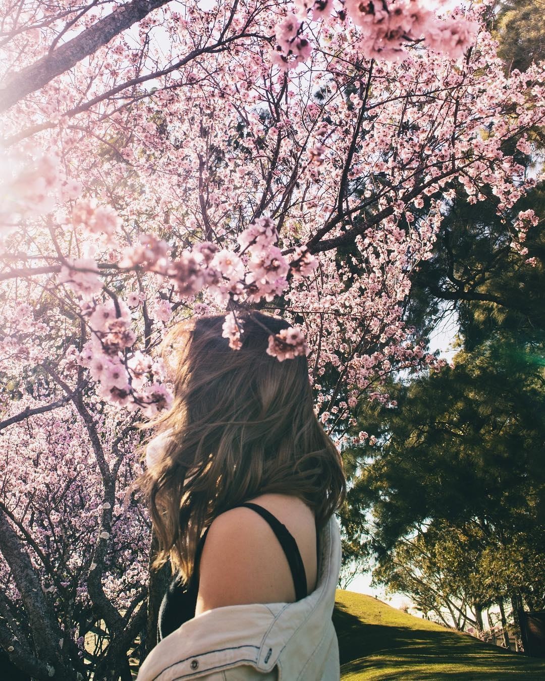 Ngam hoa anh dao no ro anh 8