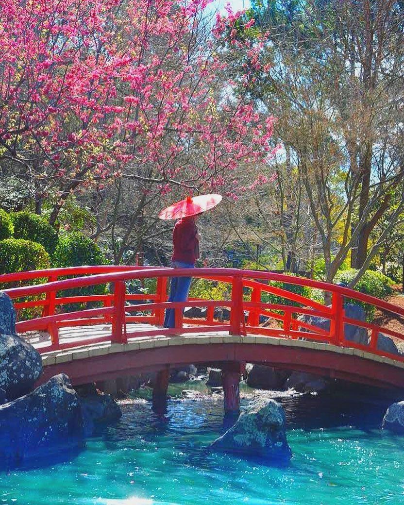 Ngam hoa anh dao no ro anh 4