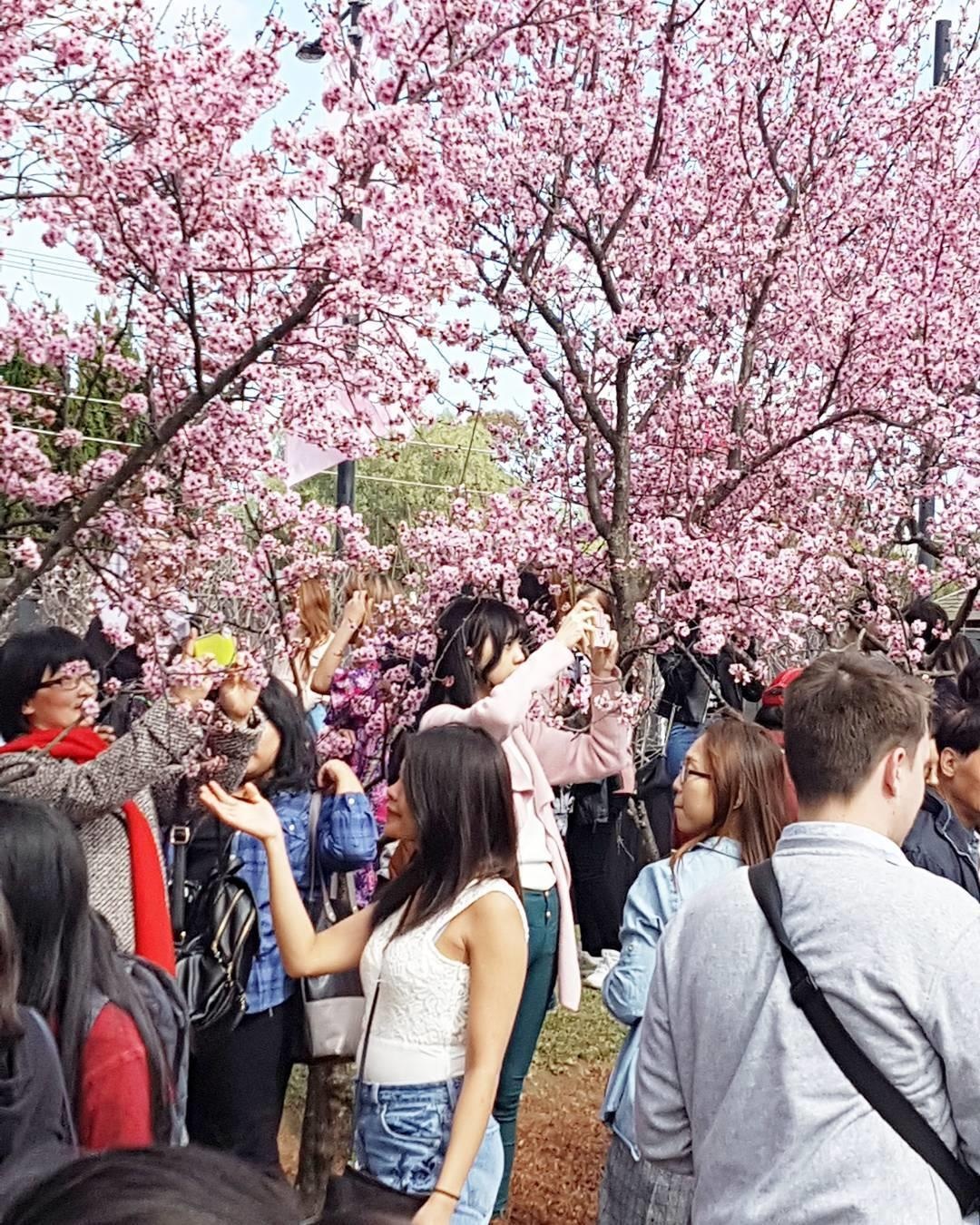 Ngam hoa anh dao no ro anh 13