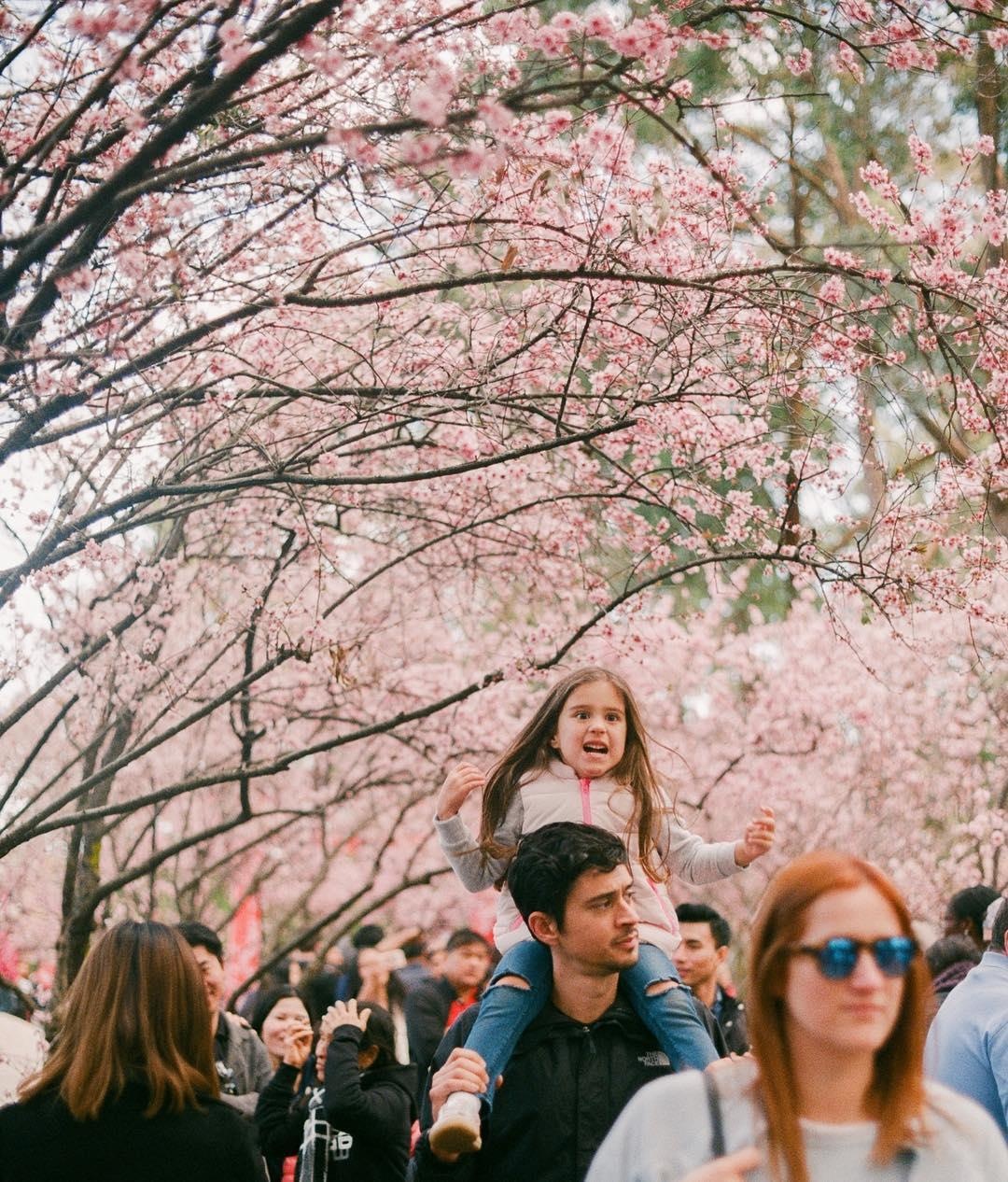 Ngam hoa anh dao no ro anh 14