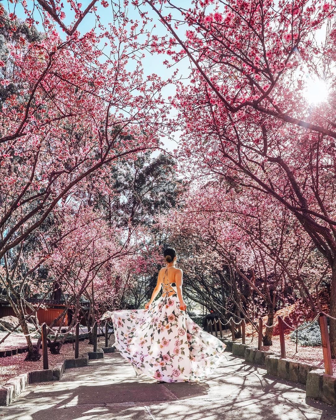 Ngam hoa anh dao no ro anh 9