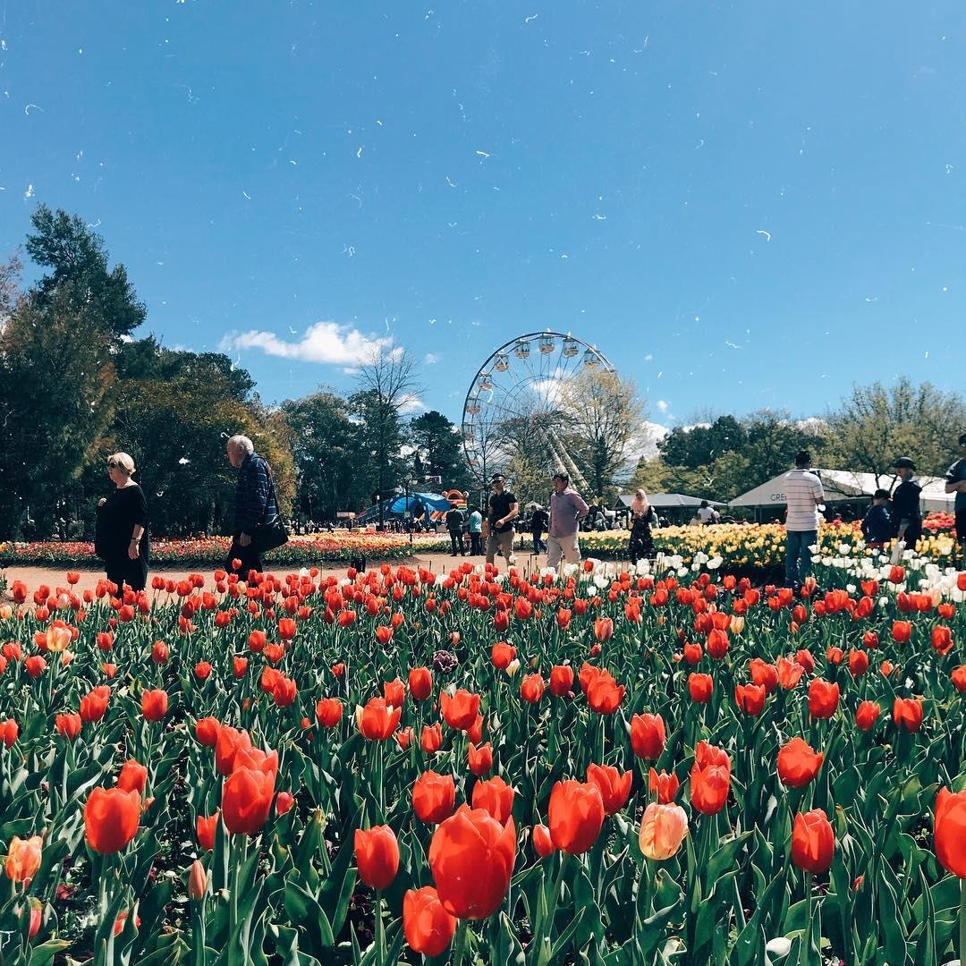 Ngam hoa anh dao no ro anh 17