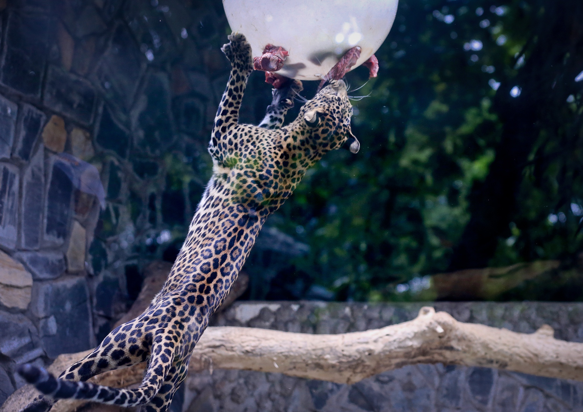 Thao Cam vien TP.HCM anh 5