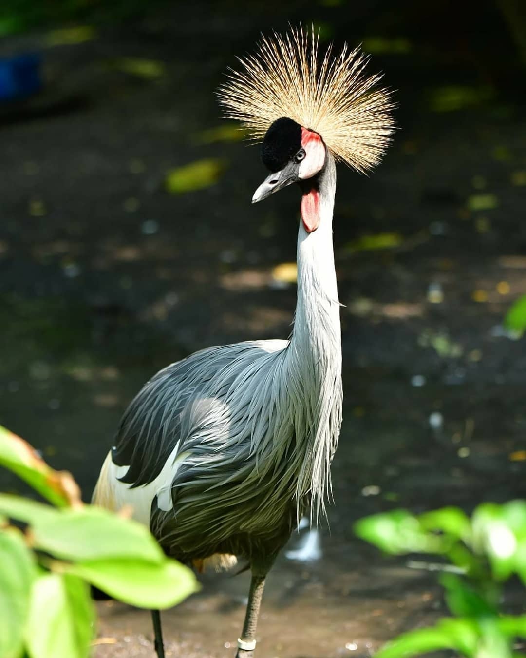 Thao Cam vien TP.HCM anh 4