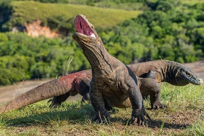 Dong cua dao Komodo tu nam 2020 de bao ve loai rong hinh anh