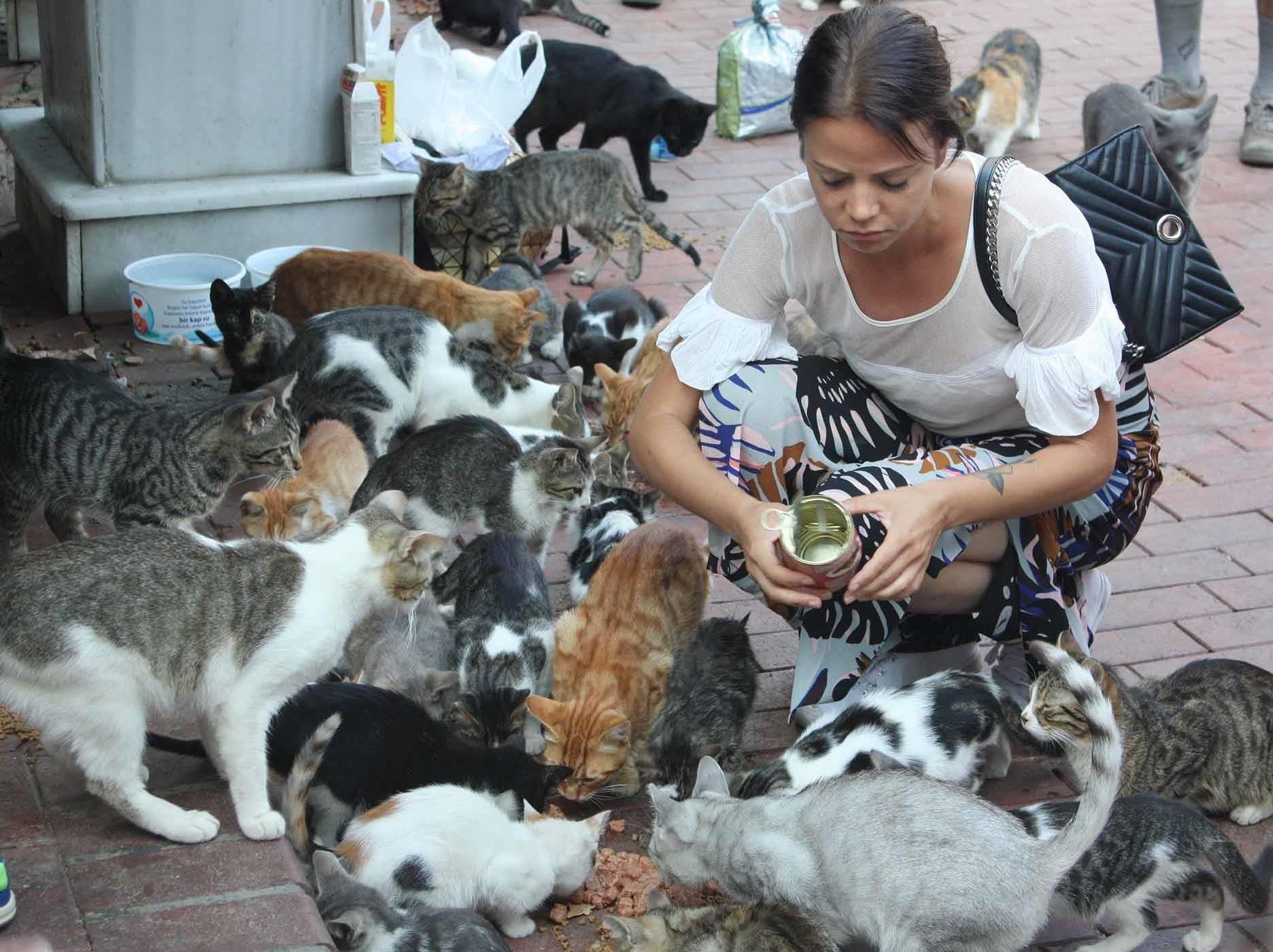 Ghe tham Istanbul, noi hang chuc nghin con meo hoang 'cai tri' hinh anh