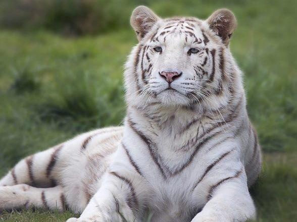 Ho trang duoc nuoi nhot nhu the nao? hinh anh