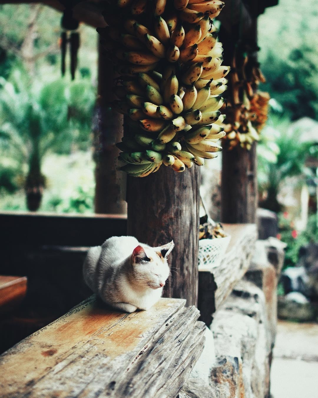 Ma Rung Lu Quan Da Lat anh 8