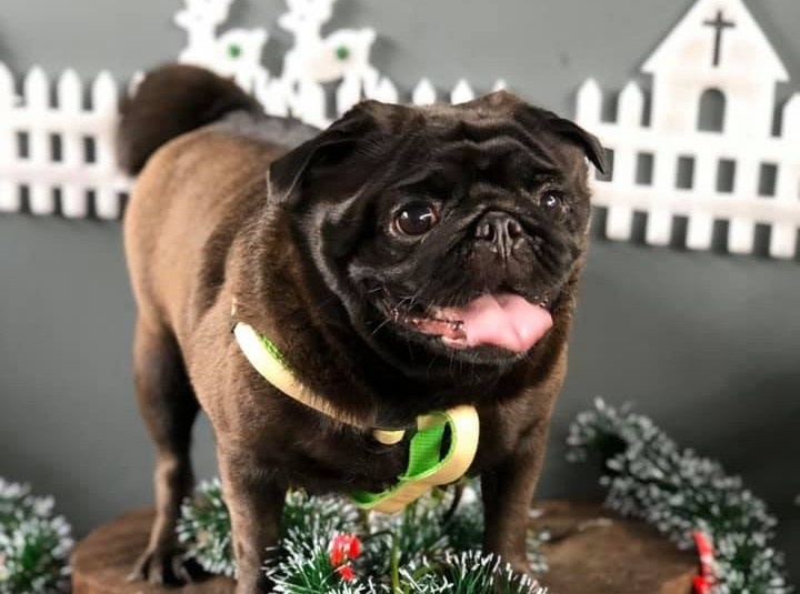 Quan ca phe TP.HCM cho khach check-in cung ky nhong, cho Bull tien ty hinh anh