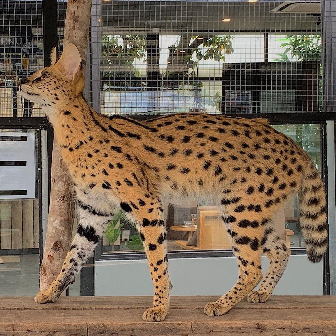 ca phe thu cung TP..HCM anh 8