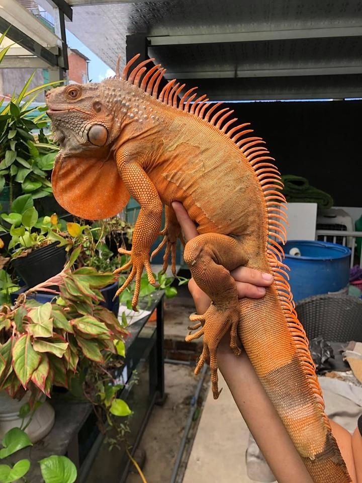 ca phe thu cung TP..HCM anh 6