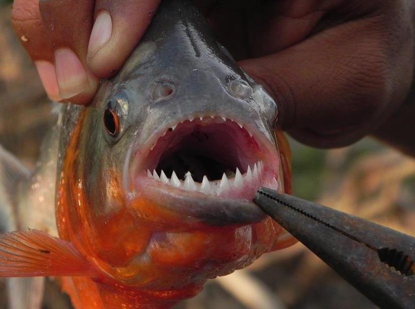 Loai ca 'an thit nguoi' piranha tro thanh mon an tren ban tiec hinh anh