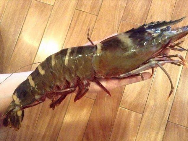 Mon an hap dan tu tom su khong lo, mot ban tay khong nam xue hinh anh