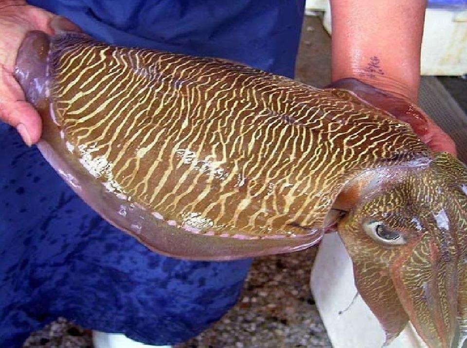 Muc nang khong lo duoc thu hoach nhu the nao? hinh anh