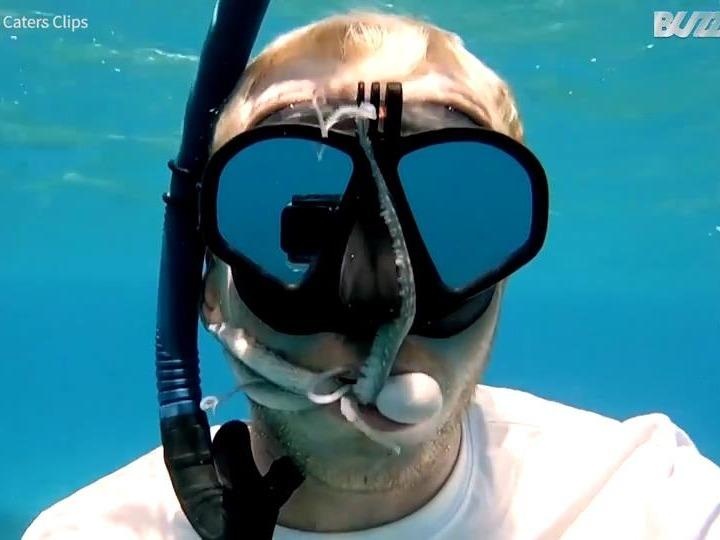 Bach tuoc chui vao mieng khach lan vi lam tuong la hang dong hinh anh