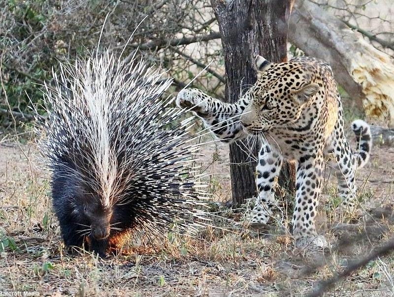 Bao dom chao thua truoc bo long cua nhim khong lo hinh anh