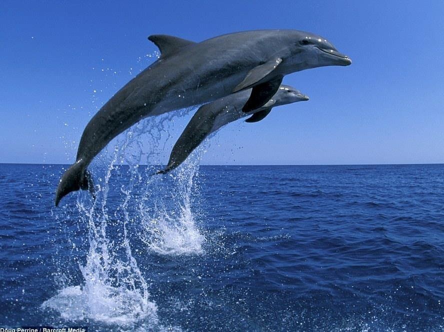 Ca heo lien tuc nhay tren mat nuoc cam on ngu dan tha con minh hinh anh