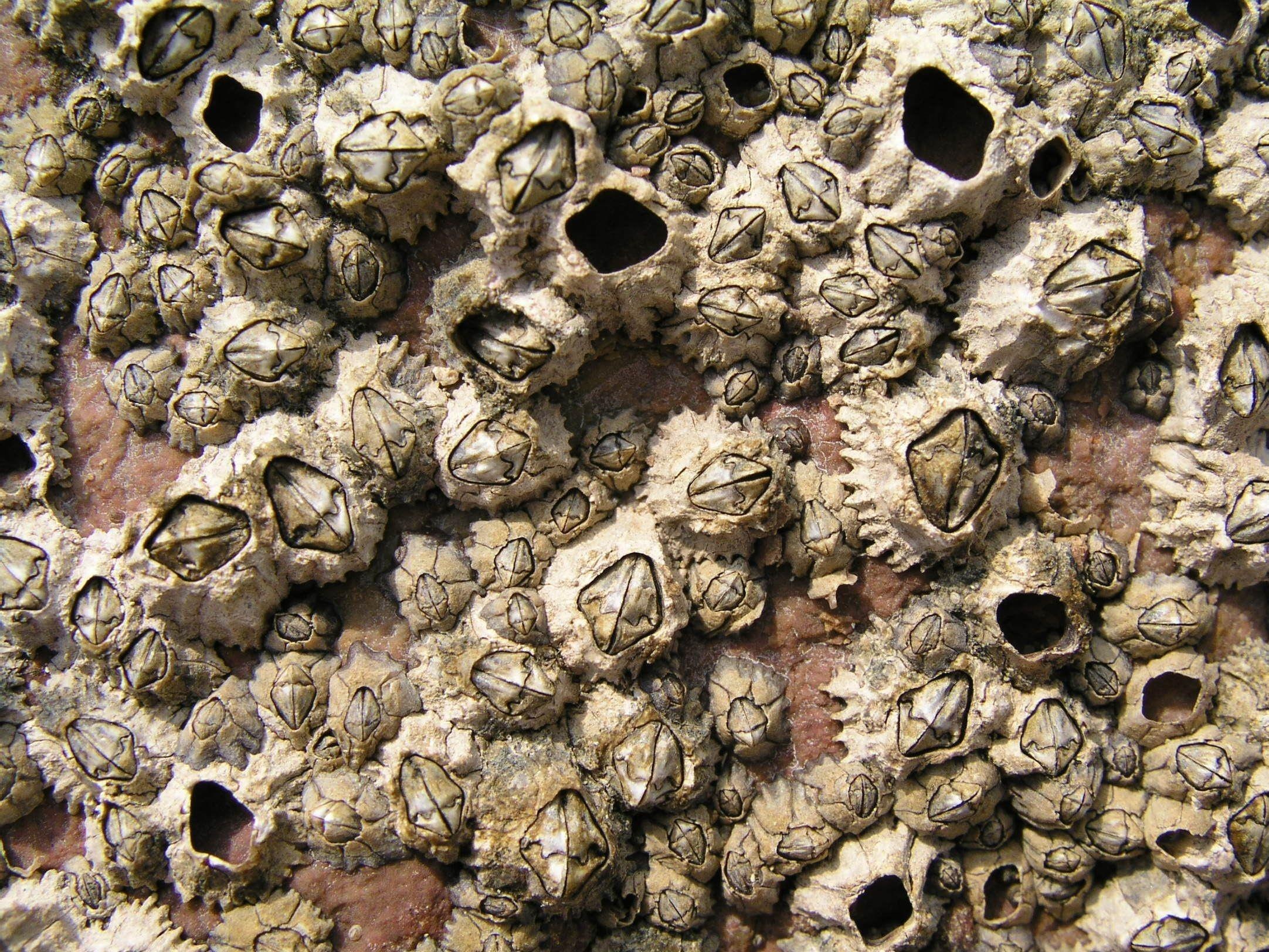 Mon ngon tu con ha co ve ngoai ky di hinh anh