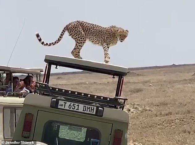 Bao san nhay len xe, quan sat du khach hinh anh