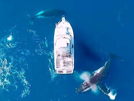 4 con ca voi lung gu nhao lon, tien sat thuyen du khach hinh anh