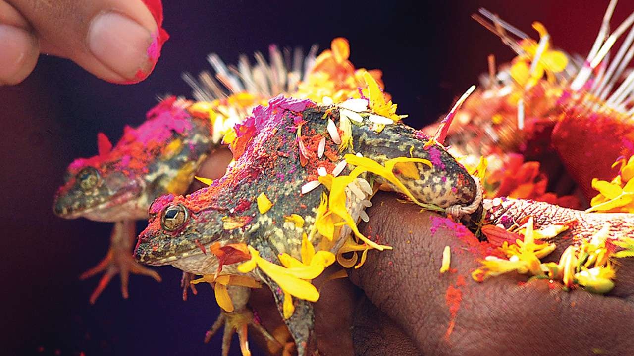 đám cưới ếch ở ấn độ ảnh 1 dam cuoi ech o an do anh 1