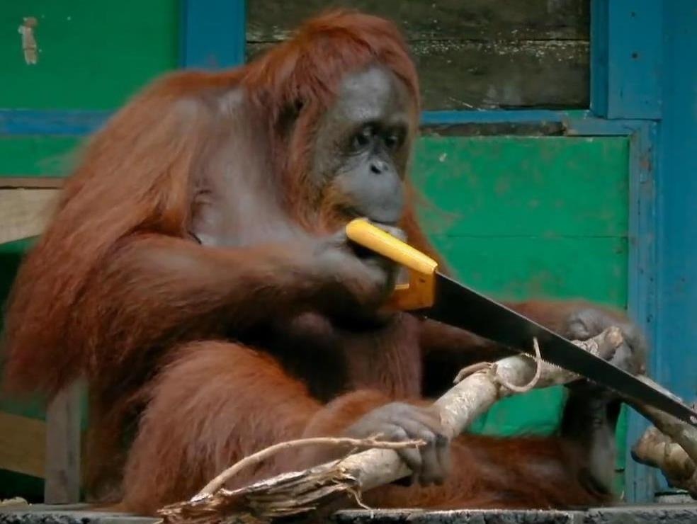 Duoi uoi nhiet tinh cua cay, chi dung lai khi qua buon ngu hinh anh