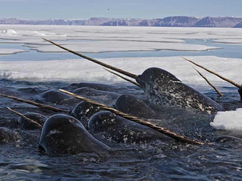 Ky lan bien voi chiec rang ky di dai gan 3 m va dat hon vang hinh anh