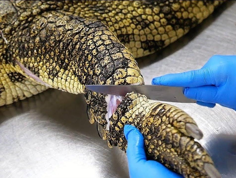 Xe thit ca sau lam tiec BBQ hap dan o Thai Lan hinh anh