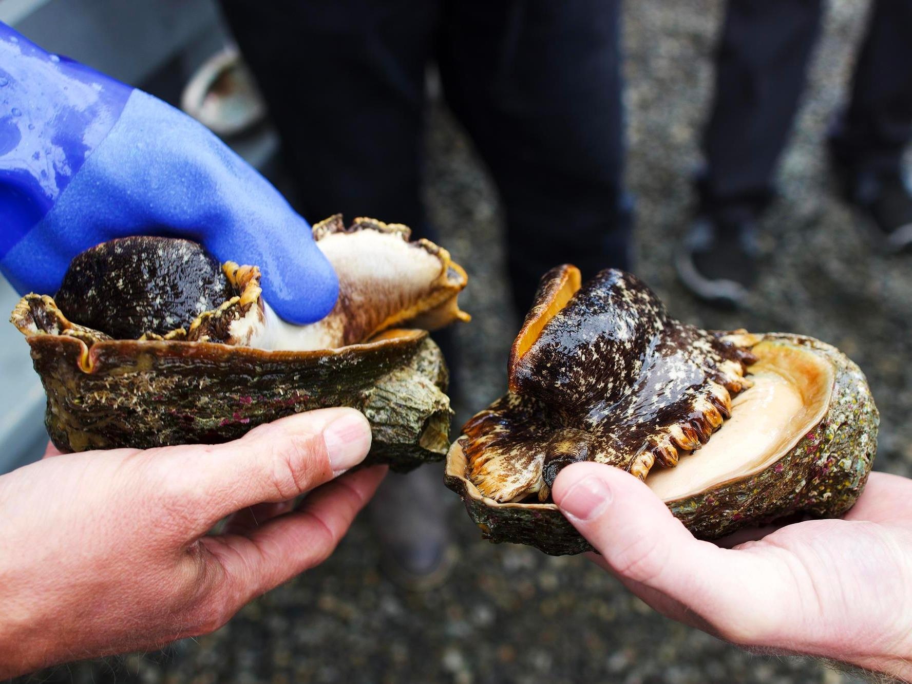 Che bien mon sashimi sang chanh tu bao ngu hinh anh