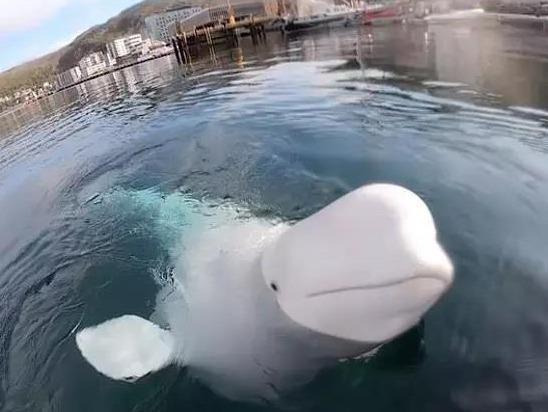 Ca voi trang trom may quay cua khach nhung quyet dinh tra lai hinh anh