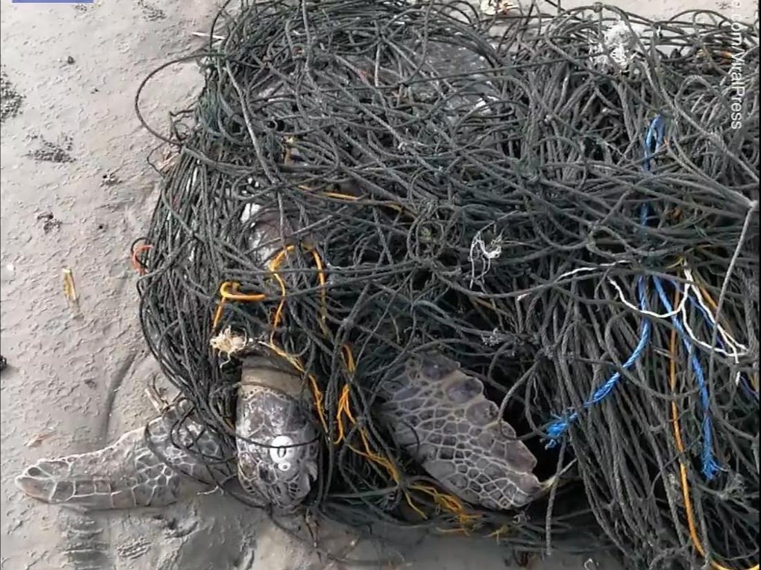 Giai cuu rua bien mac ket luoi danh ca hinh anh