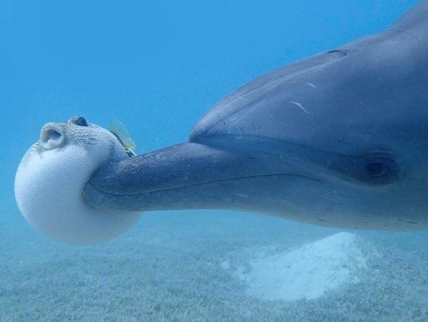 Ca noc cuc doc tro thanh qua bong tieu khien cua ca heo hinh anh