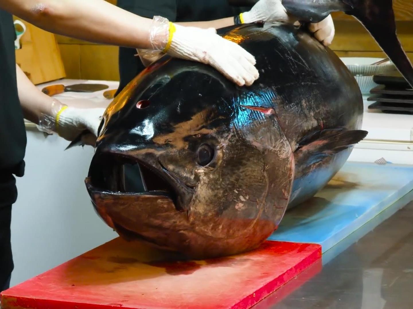 Dau bep Han Quoc xe thit ca ngu 110 kg lam sashimi hinh anh