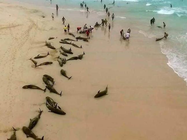 Hon 200 con ca heo dat vao bo bien, nghi bi lac dan hinh anh