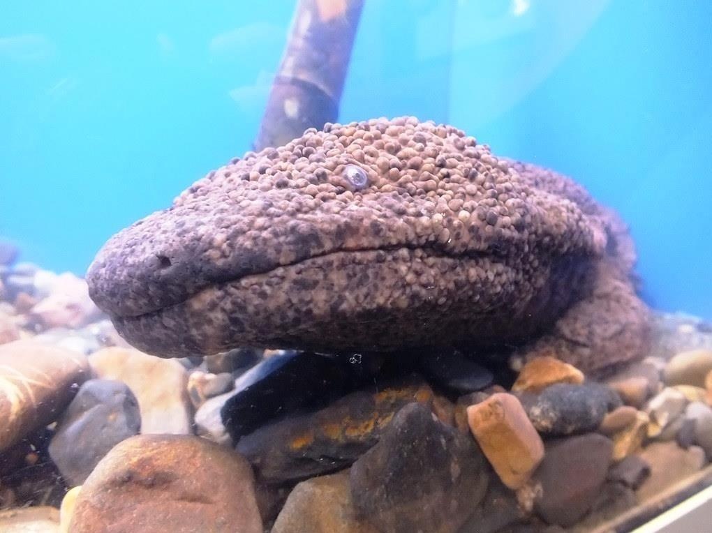 Ky giong 36 kg - loai thuy quai nhut nhat o Nhat Ban hinh anh