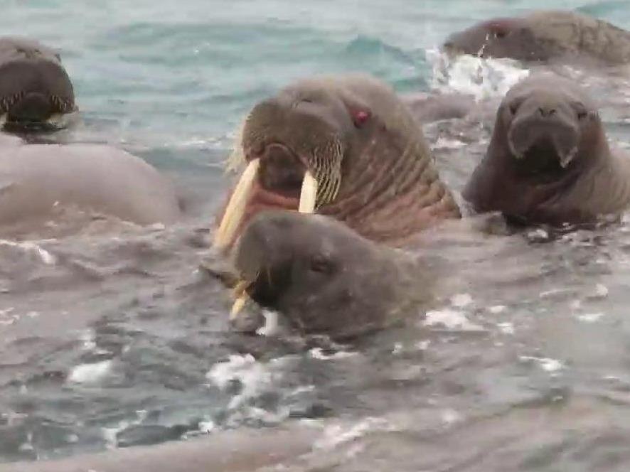 Dan hai ma chen nhau ngoi len mat nuoc nghe nhac hinh anh