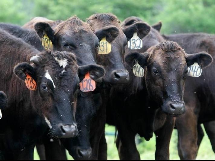 Trang trai Australia nuoi bo Wagyu thuong hang the nao? hinh anh