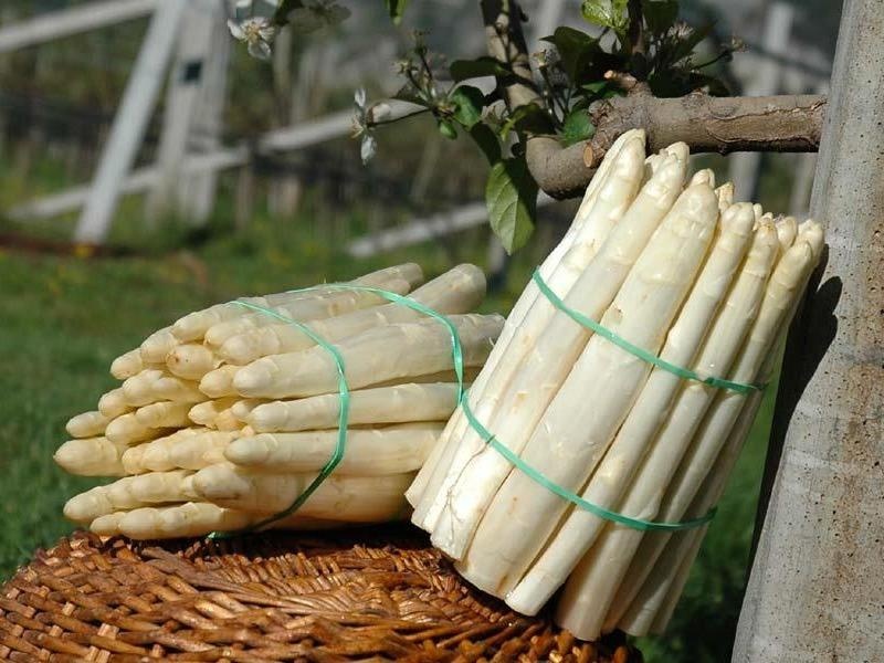 Quy trinh tao ra mang tay trang cuc pham cua nguoi chau Au hinh anh