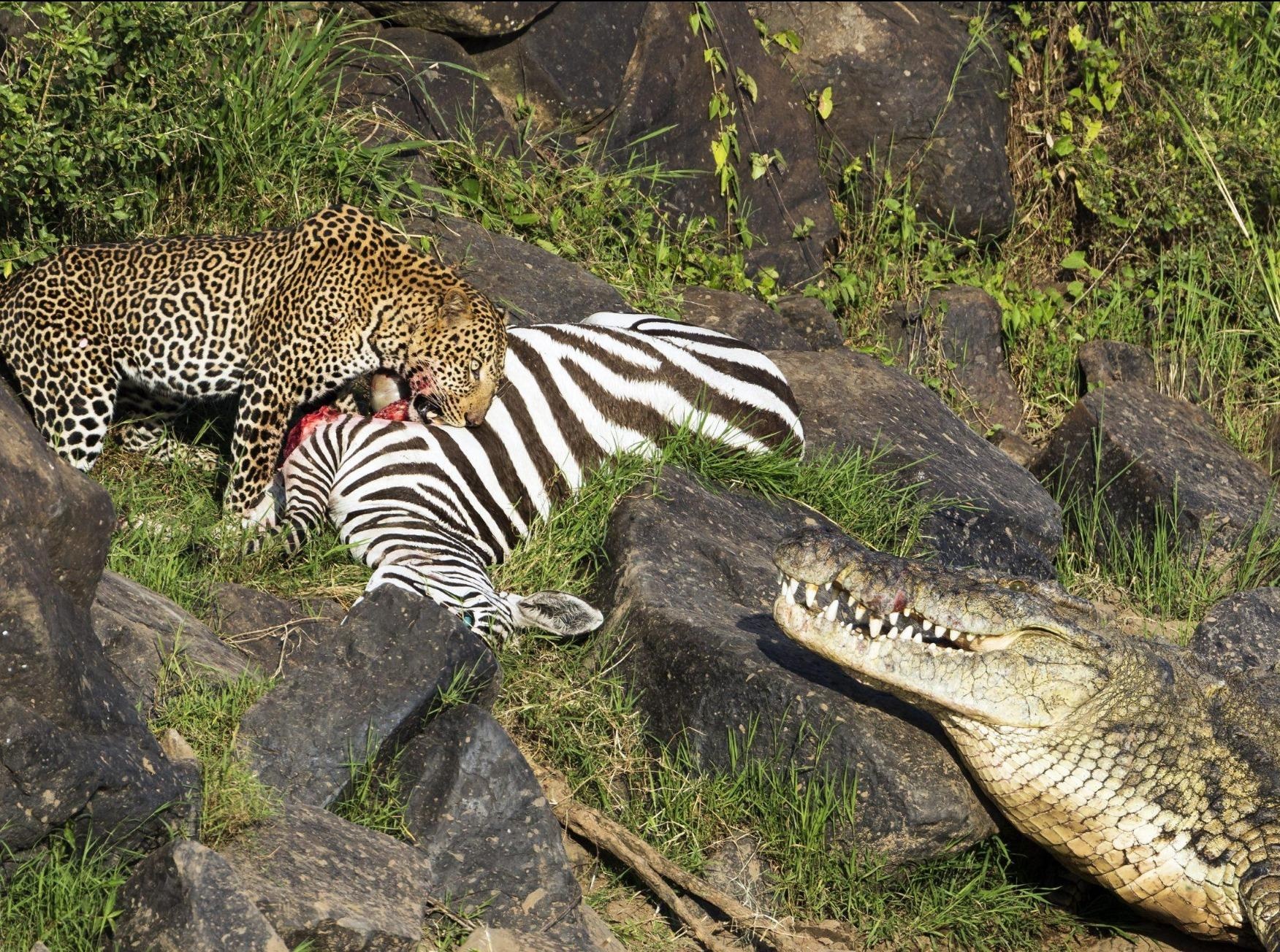 Ca sau ha mieng de doa bao hoa mai co y dinh cuop moi hinh anh