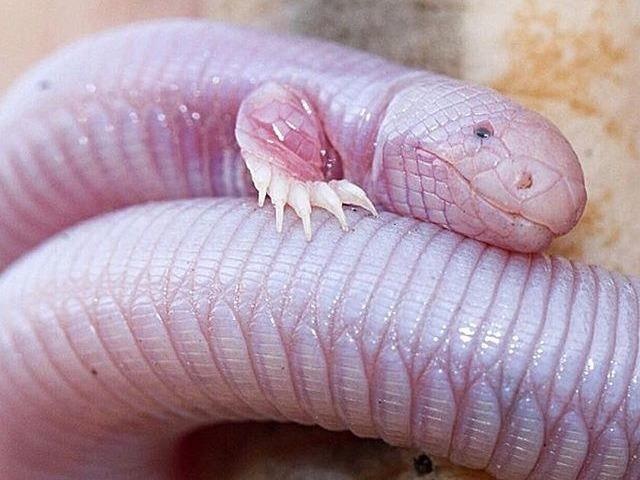 Sinh vat hinh dang nhu sau voi hai canh tay ky di hinh anh