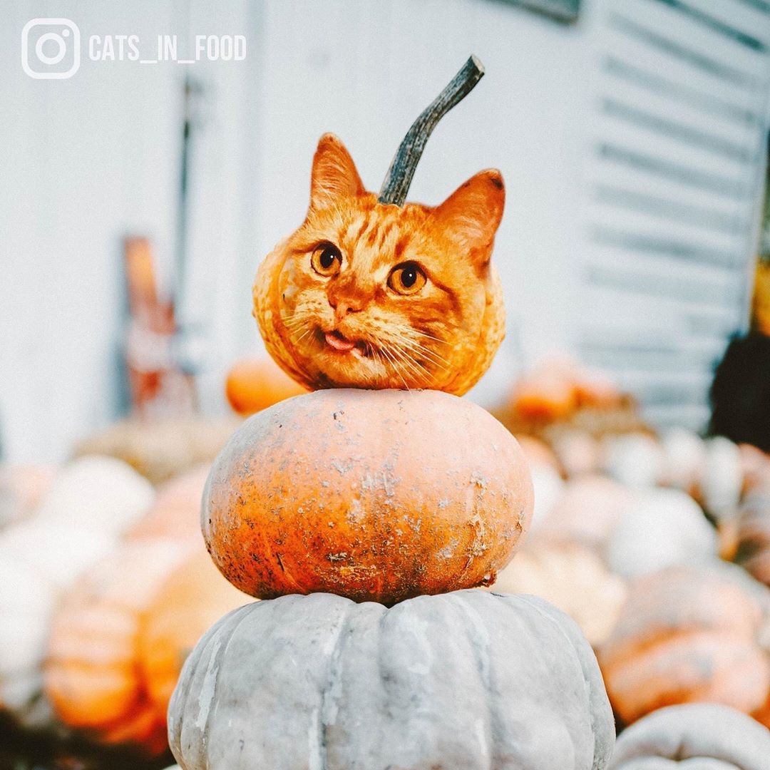 lễ halloween ảnh 1 le halloween anh 1