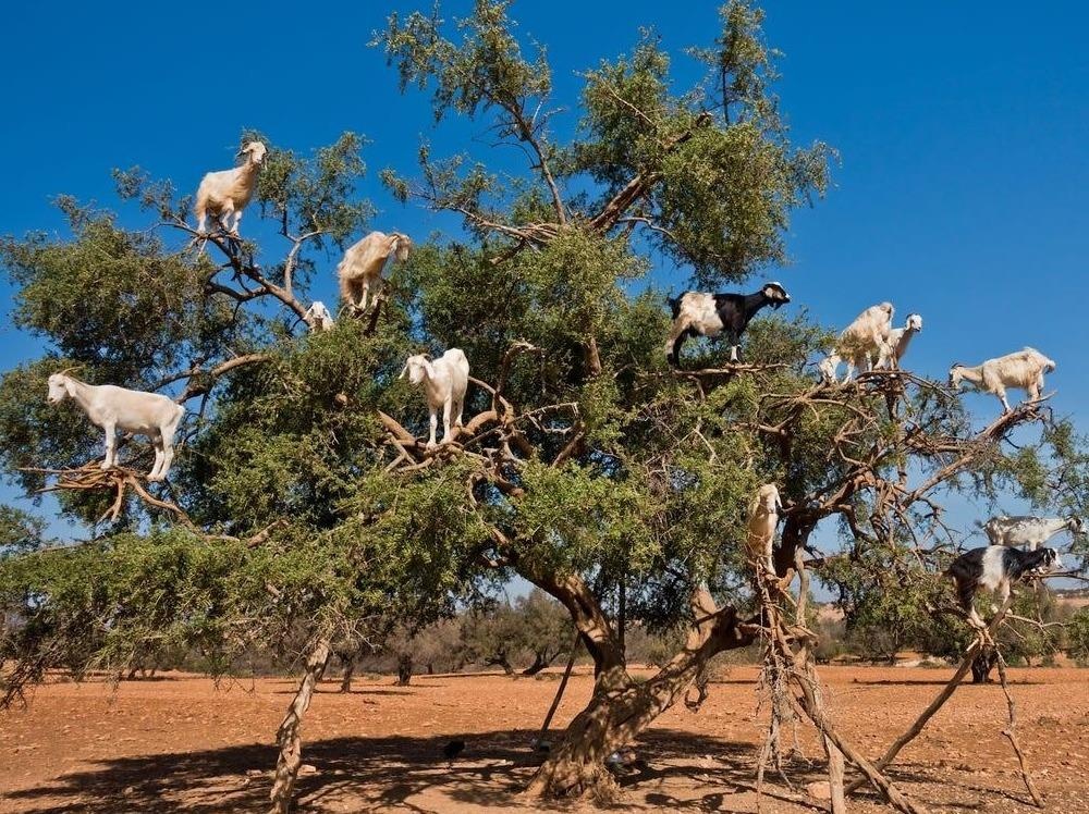 De nui dung tren nhung canh cay o Morocco hinh anh