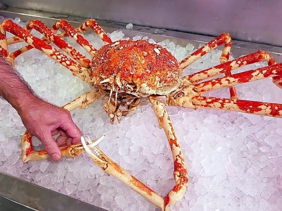 Dau bep chien chan cua nhen co lon gia 500 USD hinh anh