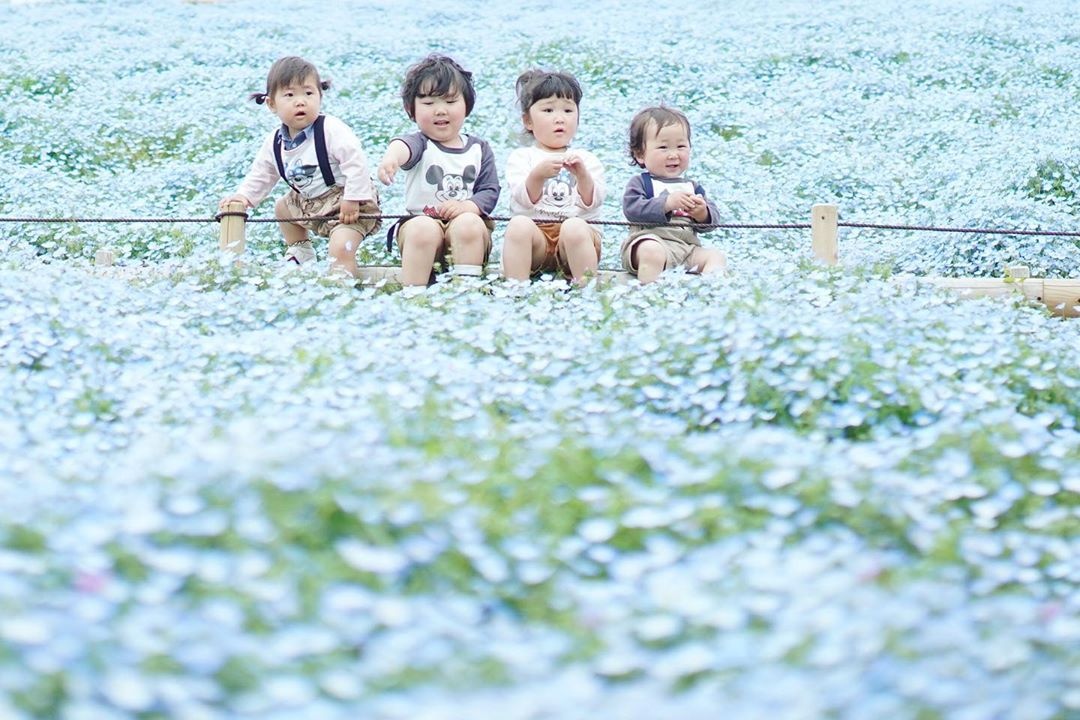 cỏ kochia nhật bản  ảnh 16 co kochia nhat ban anh 16