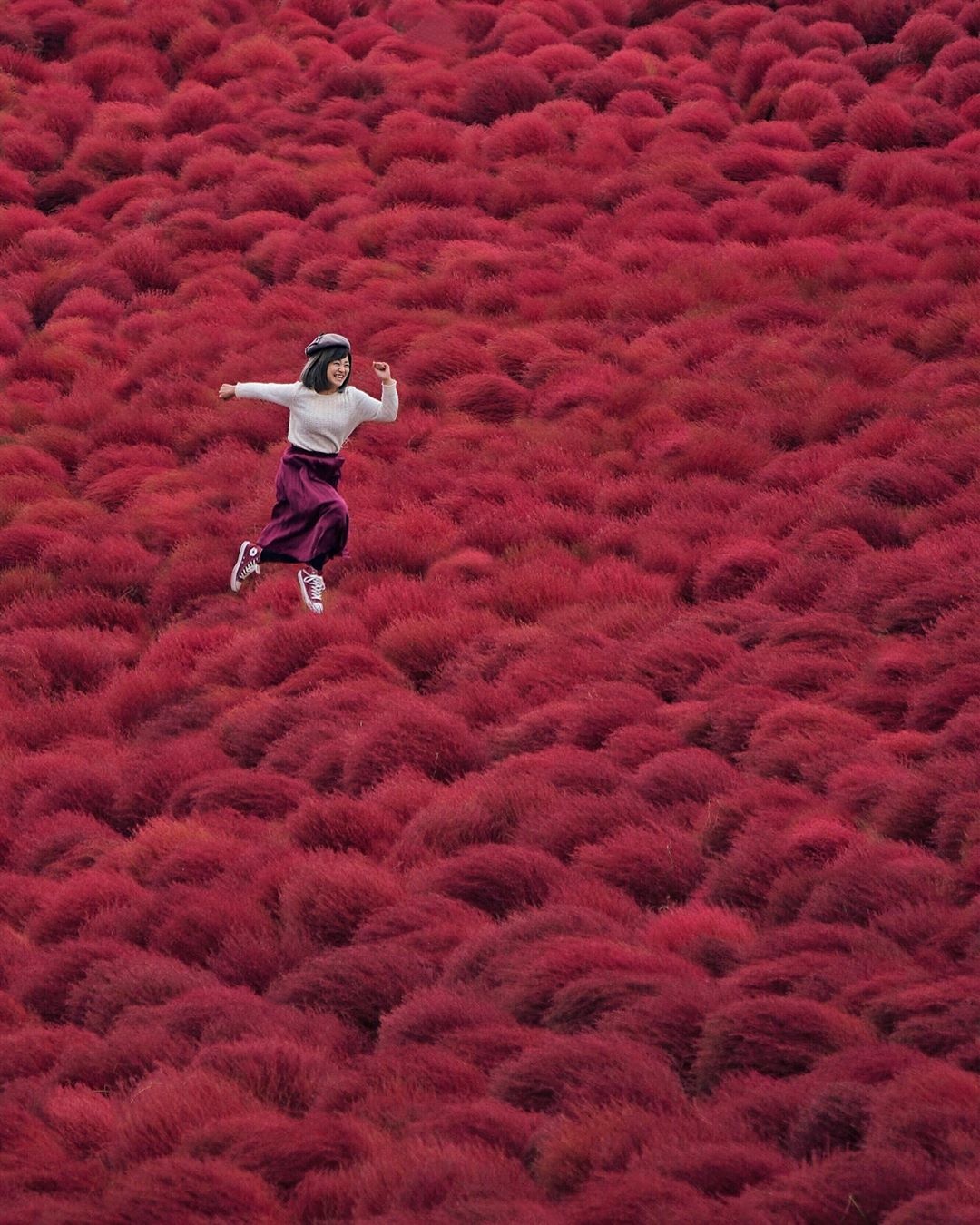 cỏ kochia nhật bản  ảnh 2 co kochia nhat ban anh 2