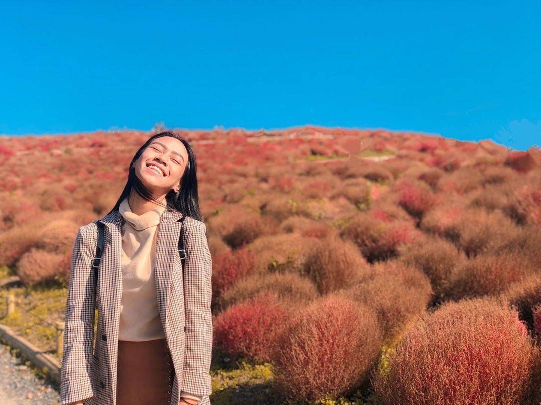 cỏ kochia nhật bản  ảnh 7 co kochia nhat ban anh 7