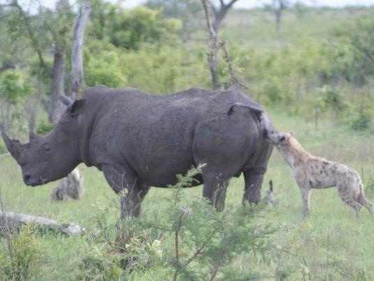 Te giac me bao ve con khi linh cau tan cong hinh anh