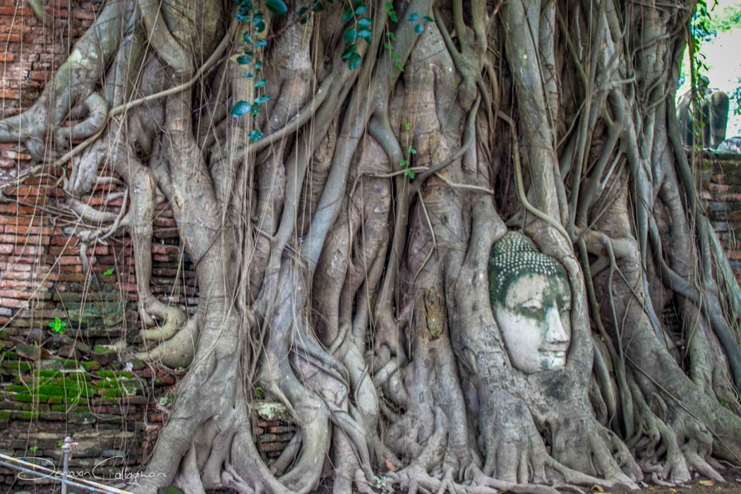 tuong dau phat trong goc cay anh 5