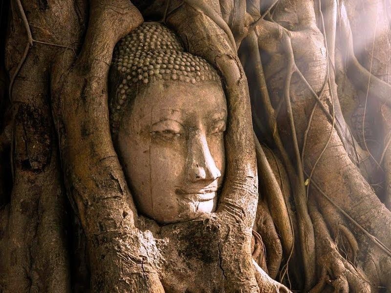 Tuong mat Phat 700 tuoi an minh trong re cay o Thai Lan hinh anh