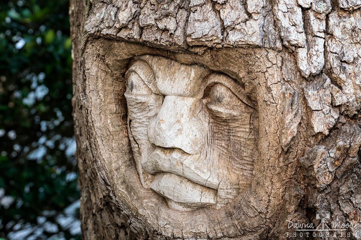 Nhung guong mat ky di trong rung cay co thu hinh anh